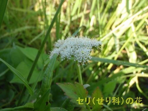 ?������ʤ���ʡˤβ�