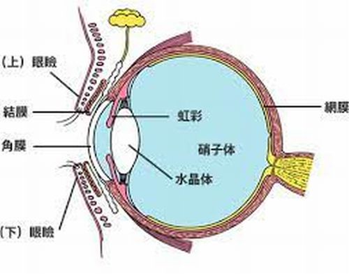 ��κ�˦���򹯤ˤʤ�ΤǤ��礦