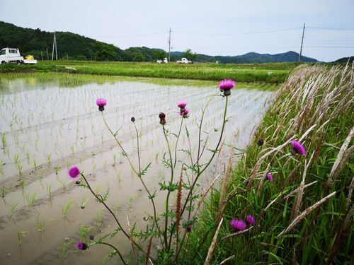 �����ߤȥ����䤬�Ŀ�����Ȥ򸫼�äƤ���Ƥ��ޤ�����