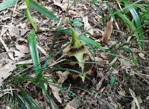 ÍâÆü¤Ë¤Ï¤Þ¤¿´é¤ò½Ð¤·¤Æ¤¤¤Þ¤¹