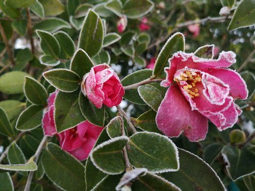 »³Ãã²Ö¤Ï¤²Ö¤Î¤è¤¦¤Ë