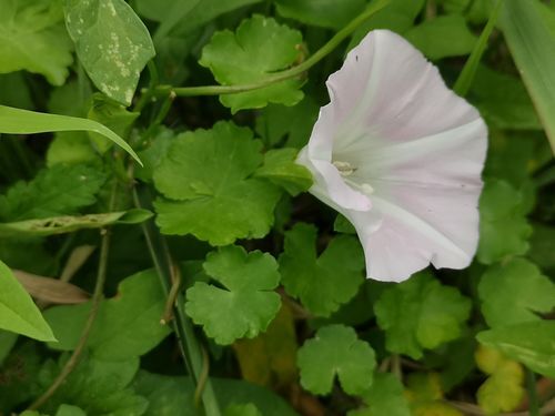 �ҥ륬�����餤�Ƥ��ޤ���