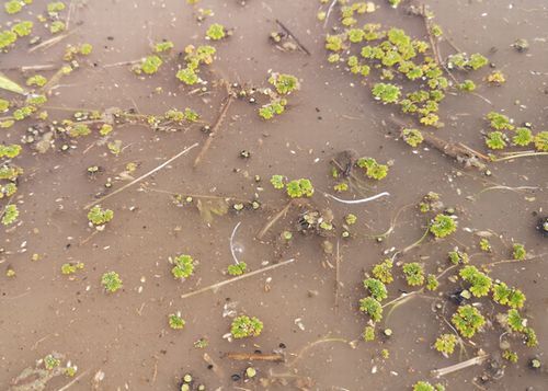 »¨Á𤬿åÌ̤ËÉ⤤¢¤¬¤Ã¤Æ¤¤Þ¤¹