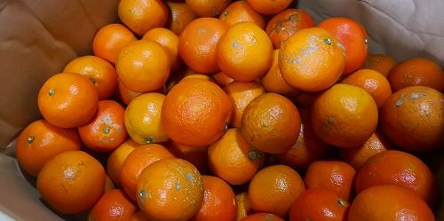�֥��塼���ˤ��Ʋ������פȸ��ä�