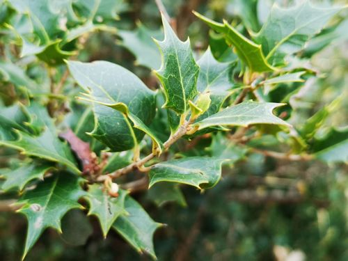 �ҥ��饮�λޤ�͸���Ω�Ƥ�