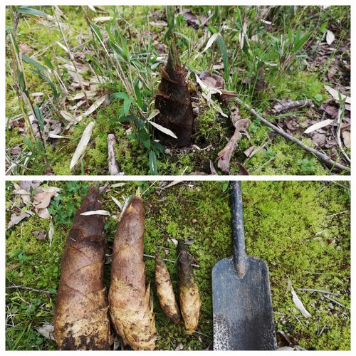 �������Τ��夬�äƤ��ޤ���