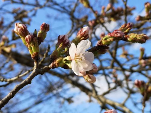 ���ᥤ�襷�Τ��餭�Ϥ�ޤ���