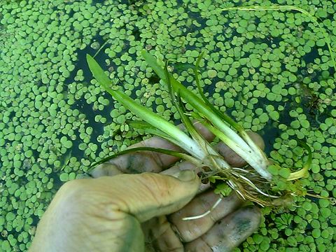 ���ʥ��ʤߤ��������ʡ�