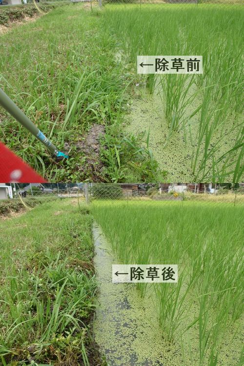 おやじの田んぼ 水田熊手 水草とれ太 は凄い 京丹後のおやじのうんちく日記 19世紀の味の店