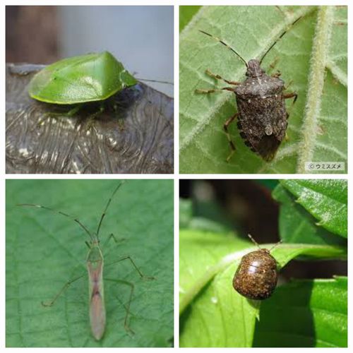 真実の窓 カメムシ大発生の原因は自然の摂理 京丹後のおやじのうんちく日記 19世紀の味の店