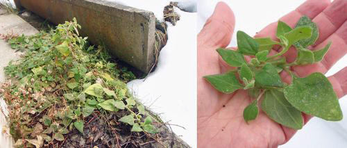 �Ȥθ���ˤϥĥ�ʡʤĤ�ʲʡ�