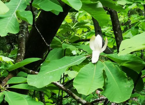 �ۥ��Υ��β֤ϡ�