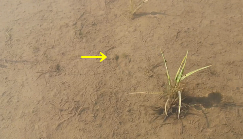 ¥ª¥¿¥Þ¥¸¥ã¥¯¥·