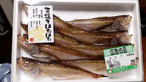 �ϥ��ϥ��������㤤�ޤ���