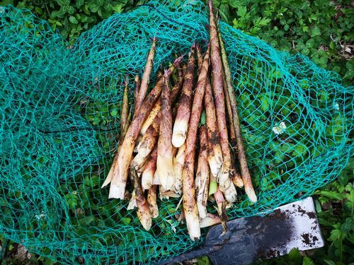 ������⤳��������Ϥ��ޤ���