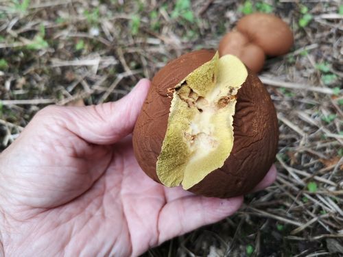 ���ݥ󥸥������Τ褦�ˤʤäƤ��ޤ���