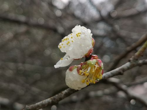 �椬�Ȥ��ߤβ֤��餭�Ϥ�Ƥ��ޤ���