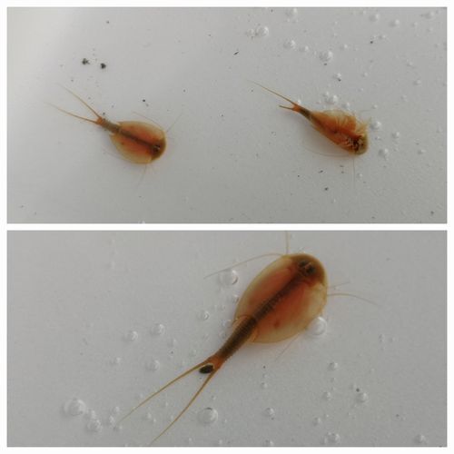 ���ؤ��ޤۤɡ��󣷣����ˤ���Ĺ���ޤ�����������