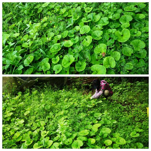 ��Ȫ����֤����μ�����ˤʤ�ޤ�����������