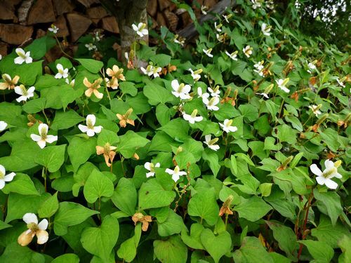 ���Υɥ����ߤ�������