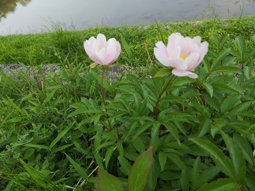 ���غ餤�Ƥ��ޤ�