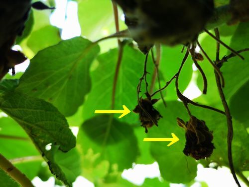 ��̤��ʤ��֤�¿���Ǥ�