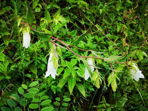 �֤Τ���˾������˽����Ǥ���