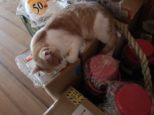 �磻���Ȣ�ξ�ǽϿ�