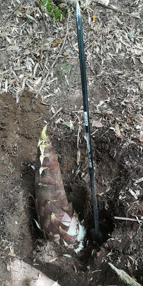 ¤è¤¦¤ä¤¯·¡¤ê½Ð¤·¤Þ¤·¤¿