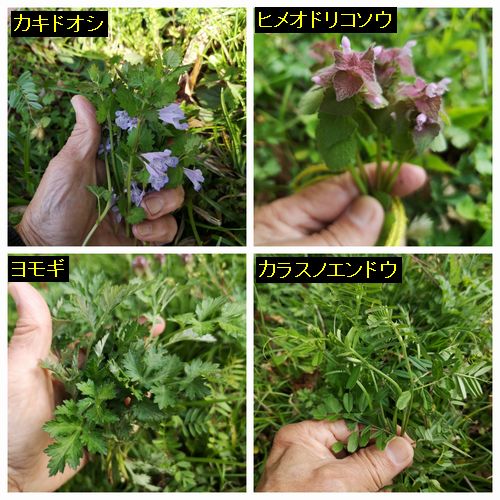 �����ɥ���