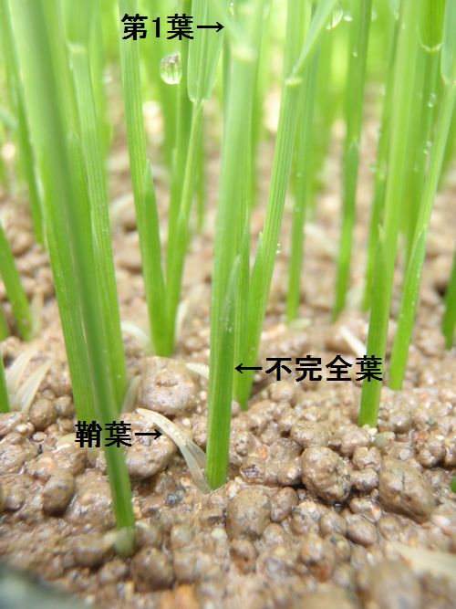 �裱�դβ��ˤϡ��դäѤΤʤ��Դ�����