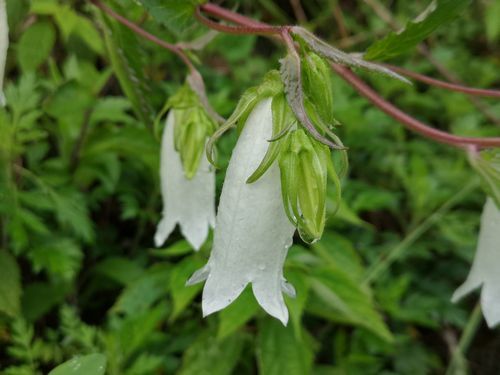 ��ǯ���֤��ᤤ���Υۥ���֥������餭�Ϥ�ޤ���