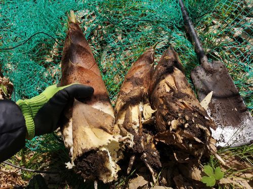 �����Υ���鷡�ꤷ�ޤ���