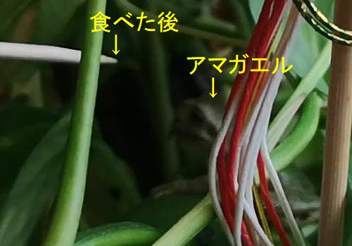 �ܤˤ�ߤޤ��®���ǥѥ��ꡪ