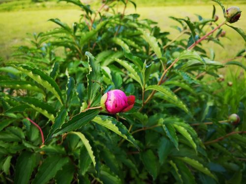 ���㥯�䥯�ϥޥ��ĥܥߤǤ�