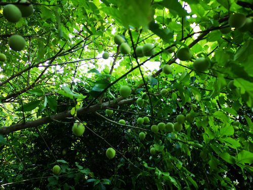 �郎�Ȥ��ߤ���Ϥ��ޤ���