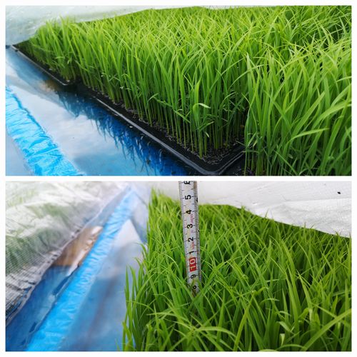 Áð¾æ£±£±¥»¥ó¥Á