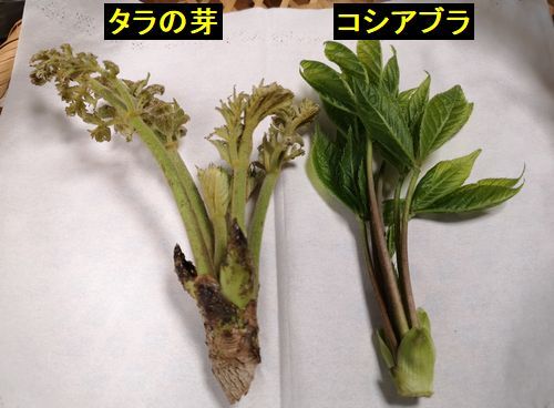 ���ڤ�ŷ���Ų��ȹĹ��Ų�