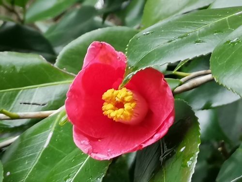 �ؤ����غ餤�Ƥ��ޤ���