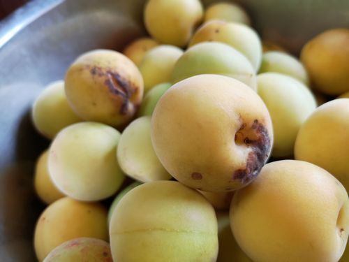 �ߴ����ˤ��Ը����ʽ��ʤɤΤ�����