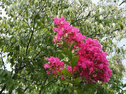 ���륹�٥꤬�餭�Ϥ�ޤ���