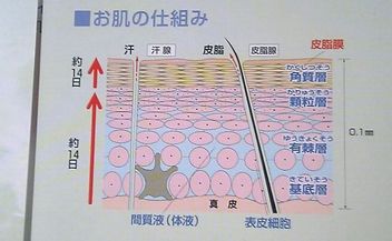 �򹯤�����