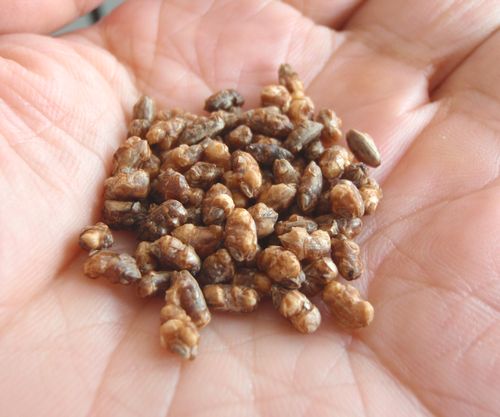 ? 塩味がして、香ばしくて、カリカリして美味しいです