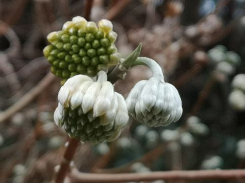 �ߥĥޥ���鲤�