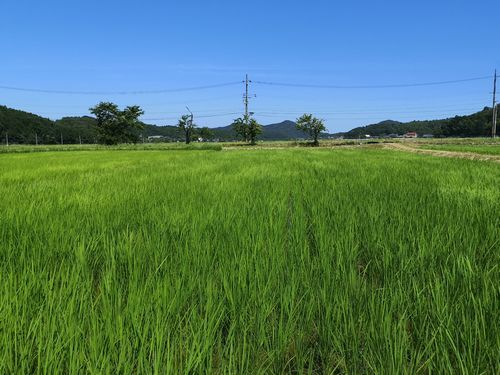 間断灌漑といって