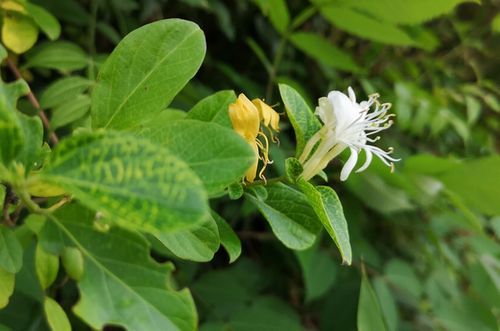 ¥¹¥¤¥«¥º¥é¤â²ÖÀ¹¤ê