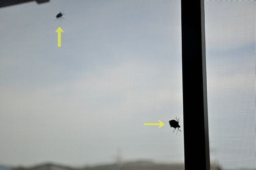 ぽかぽか陽気といえば、今年はこの方々がたくさん