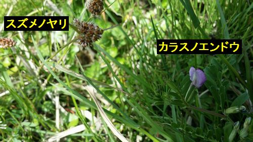 ¥¹¥º¥á¥Î¥ä¥ê¤È¥«¥é¥¹¥Î¥¨¥ó¥É¥¦