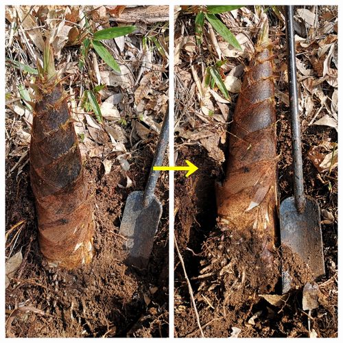 ���֤򤫤�����ǫ�˷���ޤ���