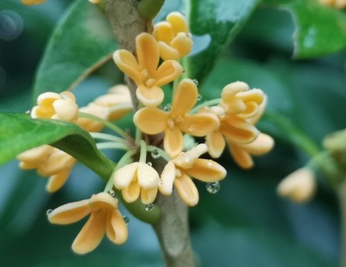 歳時記 9月30日に金木犀の花が咲き始めました 京丹後のおやじのうんちく日記 19世紀の味の店 歳時記 9月30日に金木犀の花が咲き始めました 京丹後のおやじのうんちく日記 19世紀の味の店